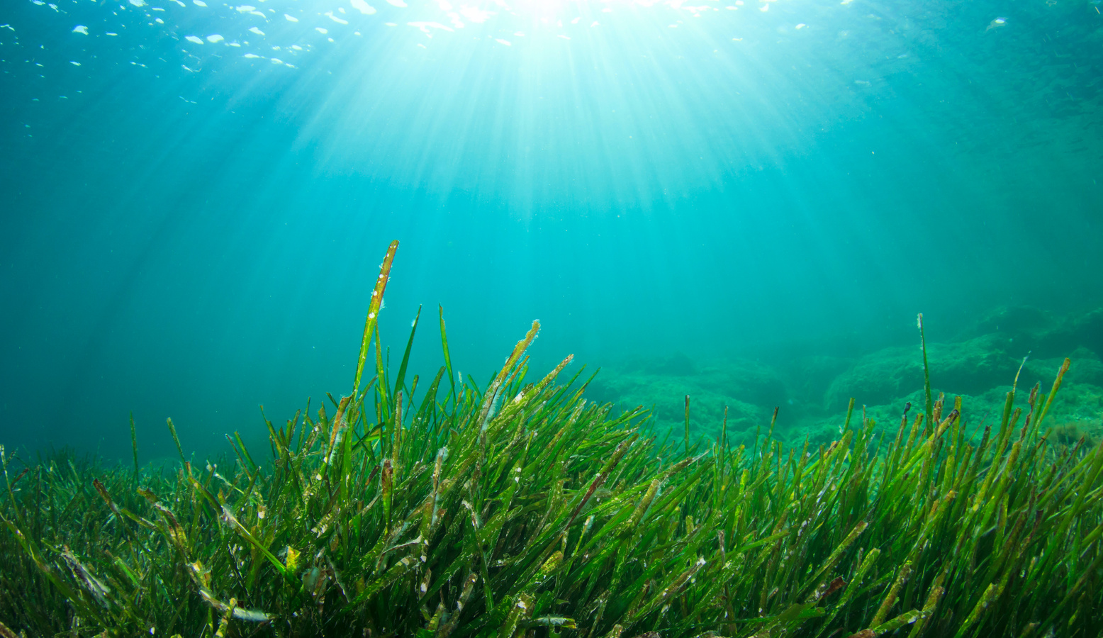 Green seaweeds and fish